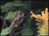 [RufousHummingbird 25-SippingNectar-YellowBlossom]