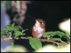[RufousHummingbird 86-Perching on leafed branch]