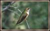 [RufousHummingbird Female 01]