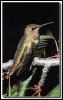 [RufousHummingbird Female 02]