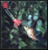 [RufousHummingbird Female 04]