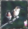 [RufousHummingbird Female Immature 01]