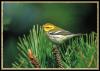 [Songbird-Black-throatedGreenWarbler 01-On Pine Tree]