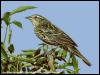 [SudiaBirdPhoto 010-Red-wingedBlackbird-Female]