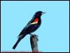 [SudiaBirdPhoto 012-Red-wingedBlackbird-Male]