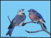 [SudiaBirdPhoto 013-EasternBluebirds-Pair]
