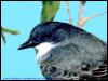 [SudiaBirdPhoto 166-EasternKingbird-Head]