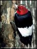 [SudiaBirdPhoto 326-Red-headedWoodpecker]