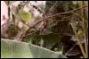 [Suriname-96c0199o-Hummingbird-Garden-BackView]