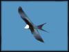[Swallow-tailedKite 01-White-headedBirdOfPrey-InFlight]