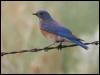 [WesternBluebird 03-Perching on fence wire]