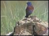 [WesternBluebird 07-Perching on rock]