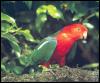 [bab034oz king parrot male]