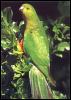 [bab035oz king parrot female]