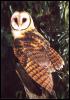 [bab045oz tasmanian masked owl]