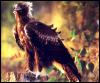 [bab065oz wedge-tailed eagle 03]