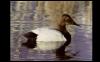 [bird061-CanvasbackDuck-Floating on water]