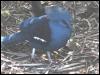 [bird108-CrownedPigeon-Walks on the forest ground]