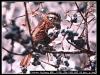 [bird150-White-crownedSparrow-Perching on fruited snow tree]
