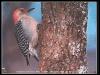 [woodpecker-bird148]