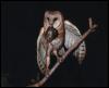 [BarnOwl 05-Hunted a mouse-OnBranch]