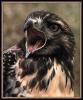 [Red-tailedHawk 00-HowlingFace-Closeup]