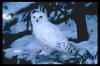 [snowy-owl-on-snow]