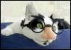 [Cat Glasses]