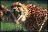 [SDZ 0381-Cheetah-Roaring]