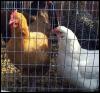 [Chickens-Roosters n hens in cage]