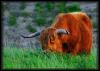 [highland cow 01]