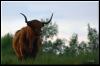 [highland cow 03]