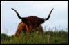 [highland cow 08]