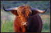 [highland cow 09]