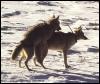 [2Coyotes-Mating1-OnSnow]