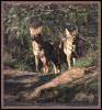 [Coyote 07-2Adults-Standing-OnPath-InForest]