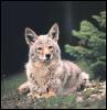 [Coyote 124-Sitting on the ground-Closeup]