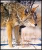 [coyote02-OnSnow-Closeup]