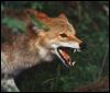 [coyote6-snarling face closeup]