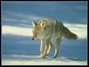 [coyote 01-Walking on snow]