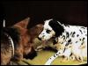 [DalmatianDog-Puppies3]