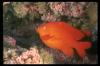 [CoralRedFish-200052]