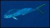 [Dorado-Coryphaena hippurus1-DolphinFish]