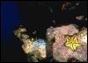[Galapagos SeaStar 03-YellowStarfish]