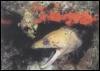 [LongSeaFish-YellowMorayEel-Head-animal11]