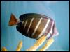 [MontereyBayAquarium-2-filefish]