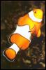 [PerculaClownfish1-Closeup]