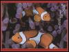 [ReefFish-0609PICG-2ClownfishesPair-InSeaAnemone]