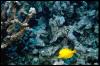 [ReefFish-YellowTangFish]