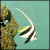 [TropicalFish01-Black and white striped Heniochus-Bannerfish]